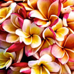 A close-up of vibrant flowers, perfect for a wedding bouquet or a romantic Seychelles honeymoon setting.